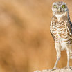 Burrowing Owl